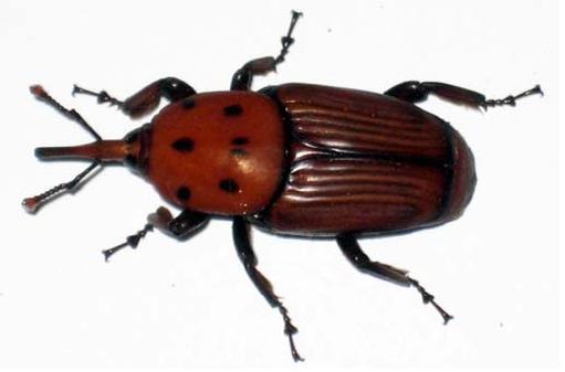 Rhynchopgorus ferrugineus
