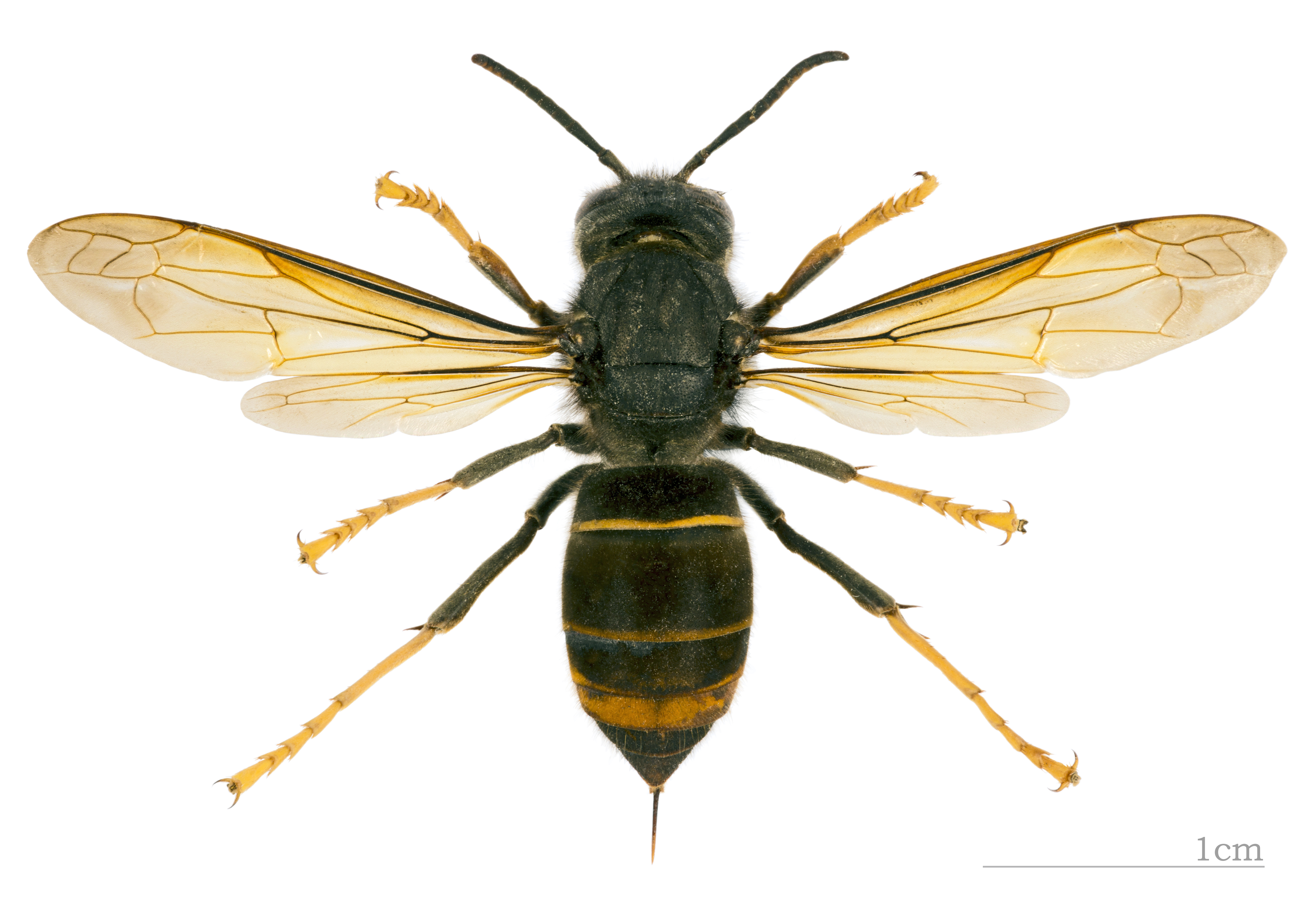 Vespa velutina